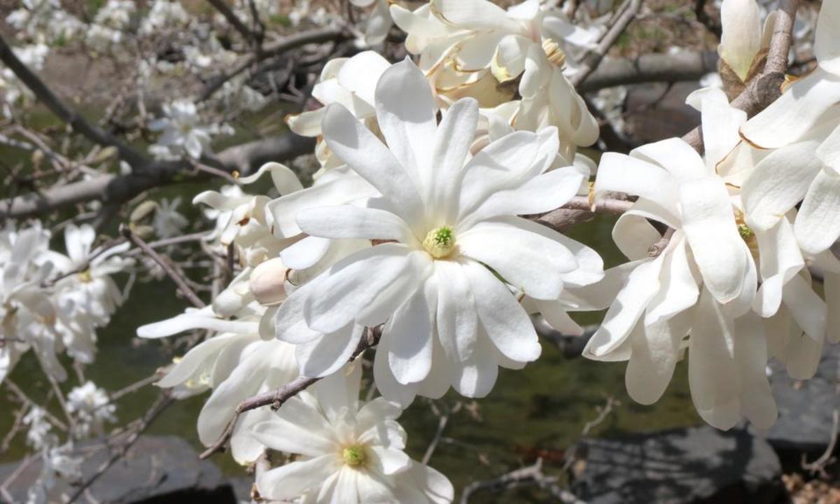 arboretum star magnolia