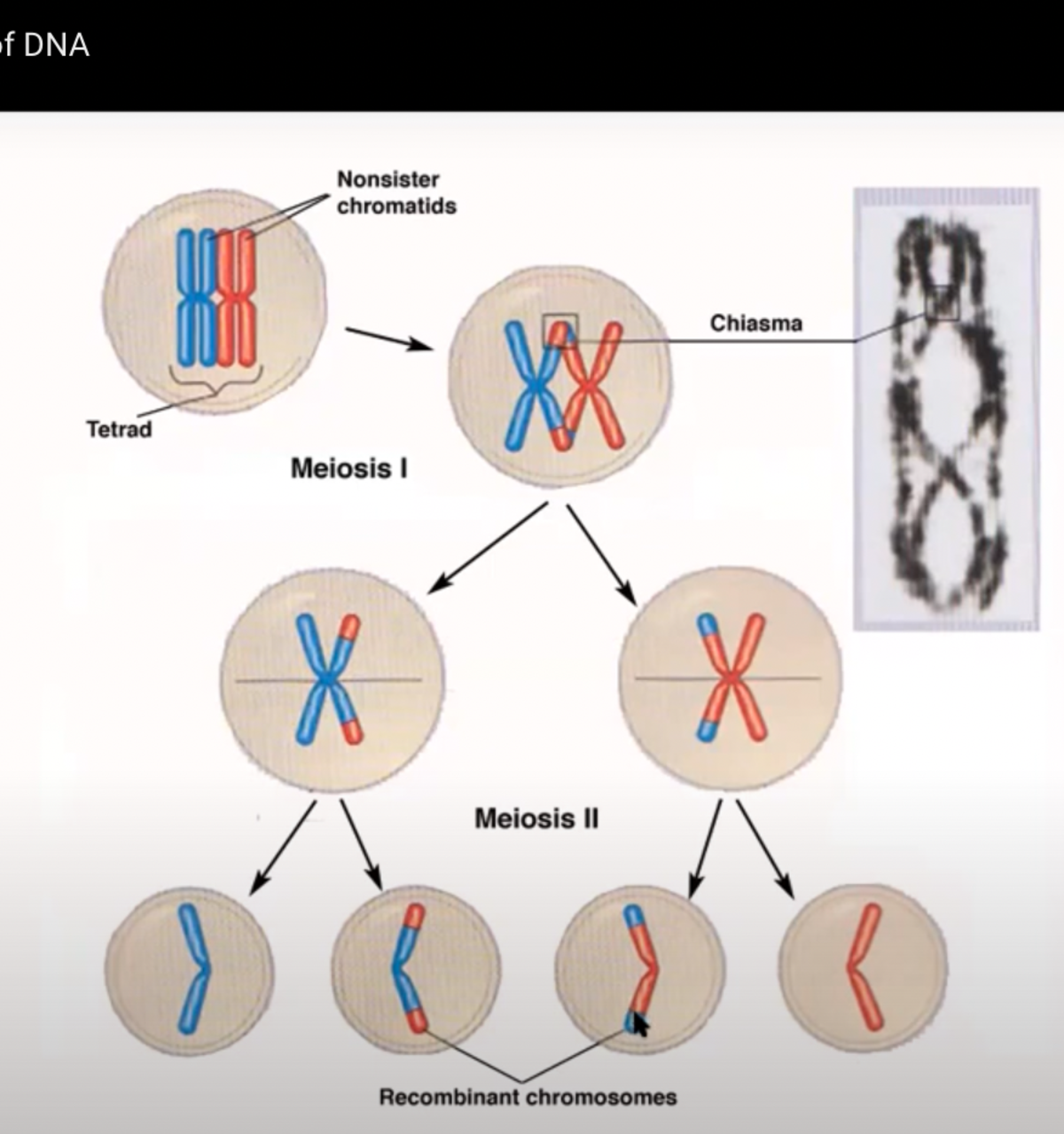 Biology of DNA
