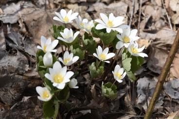 Bloodroot. Photo by Carol Urness