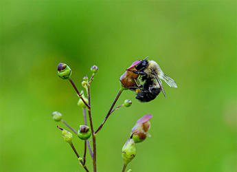 Bee & early figwort by David Heemsbergen