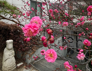 Springtime in South Korea. Photo by Marilyn DeLong